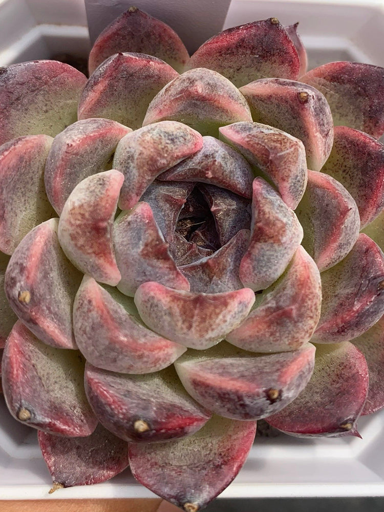 Echeveria cv. 'Purple Fairy'‌