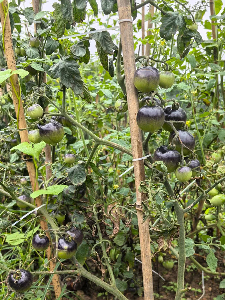 Black Jiaozi Tomato