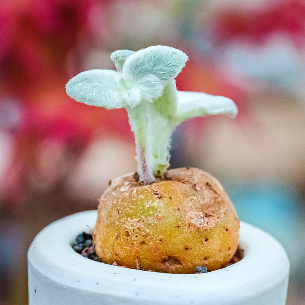 TD004 Sinningia leucotricha Dormant Tuber