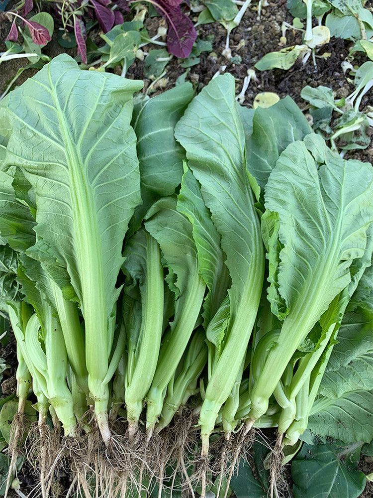 'Bianhe Darou' Sweet Leaf Mustard