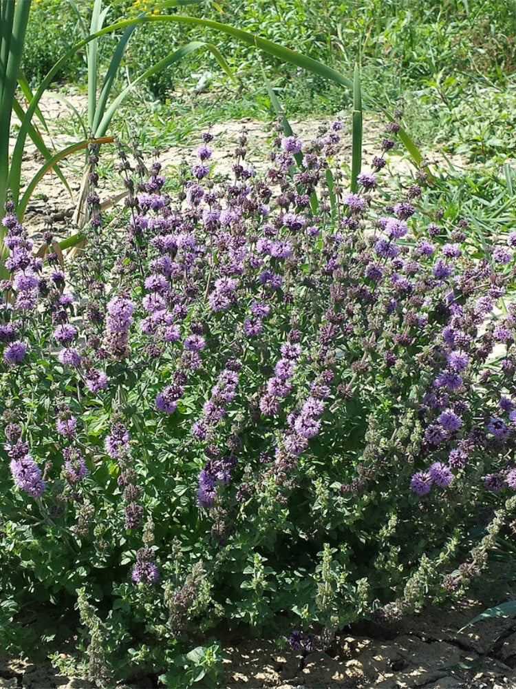 Pennyroyal Mint