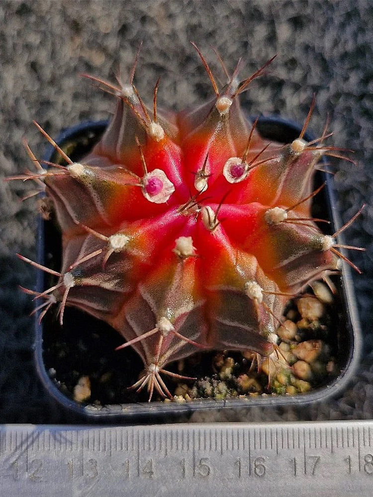 Gymnocalycium mihanovichii 'Red Variegata'