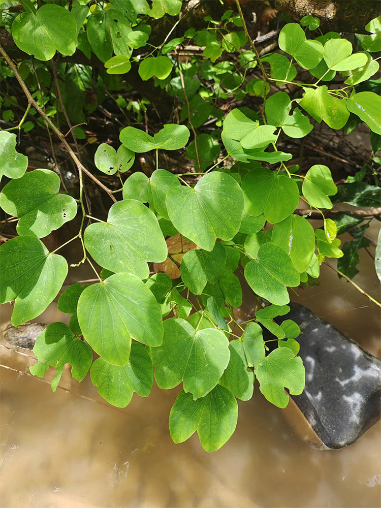 Bauhinia purpurea L.