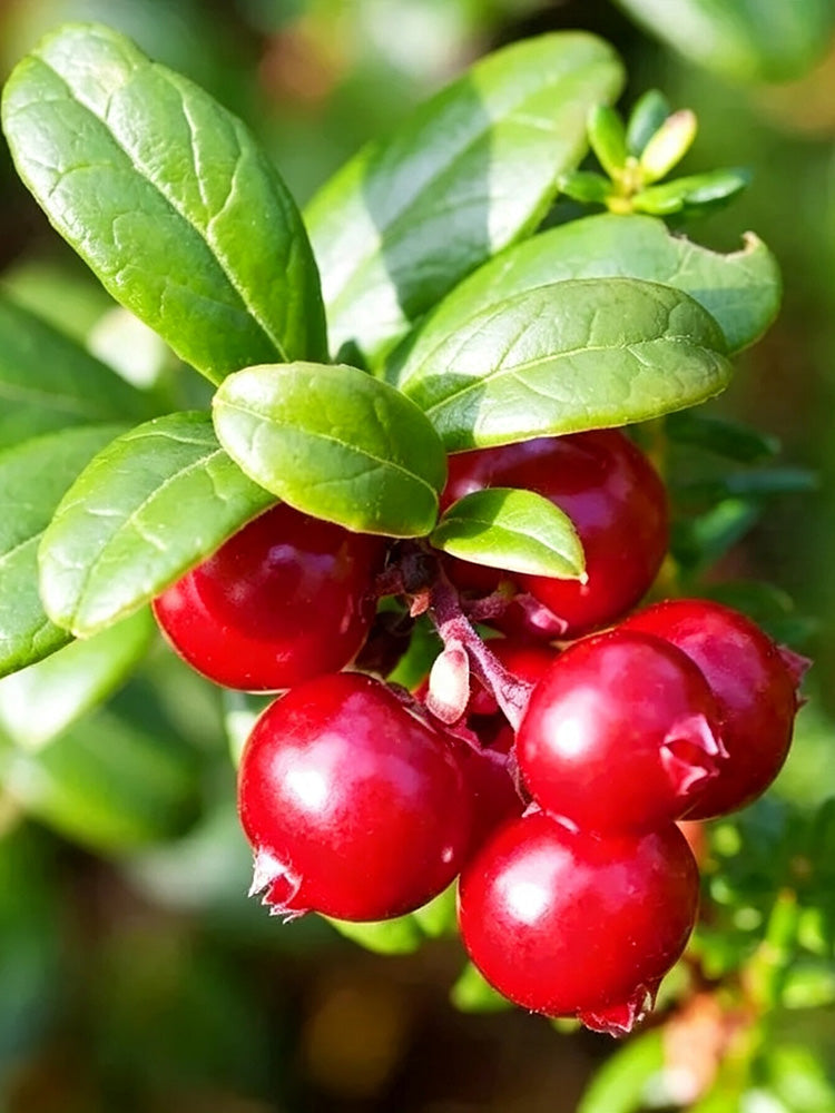 American Cranberry