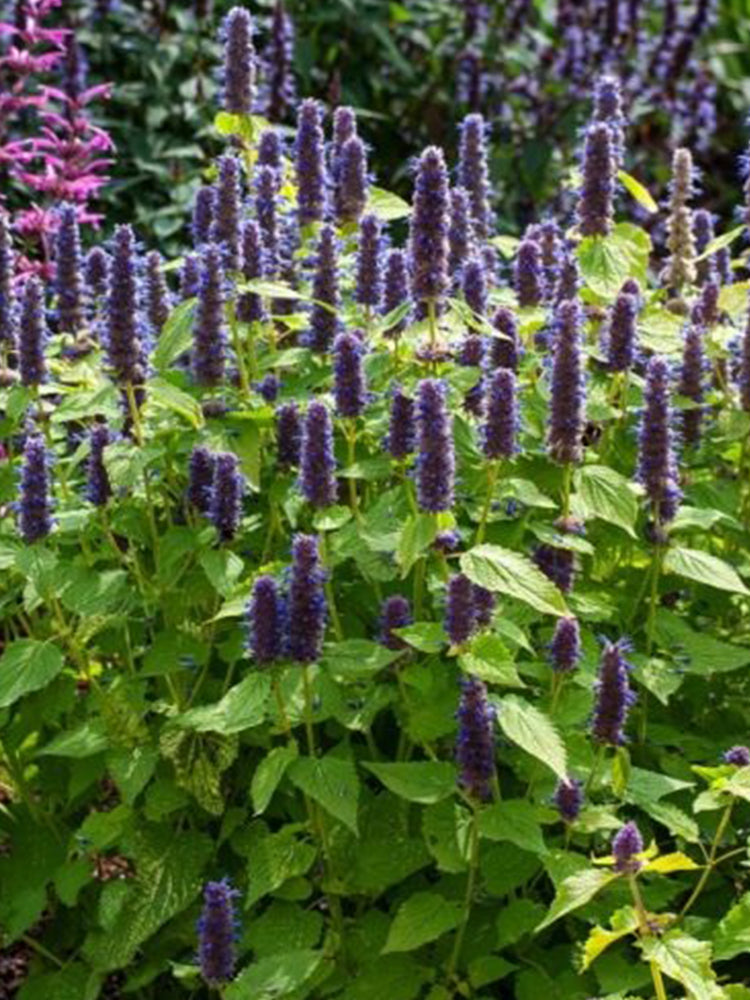 Agastache rugosa, Pale Purple-blue