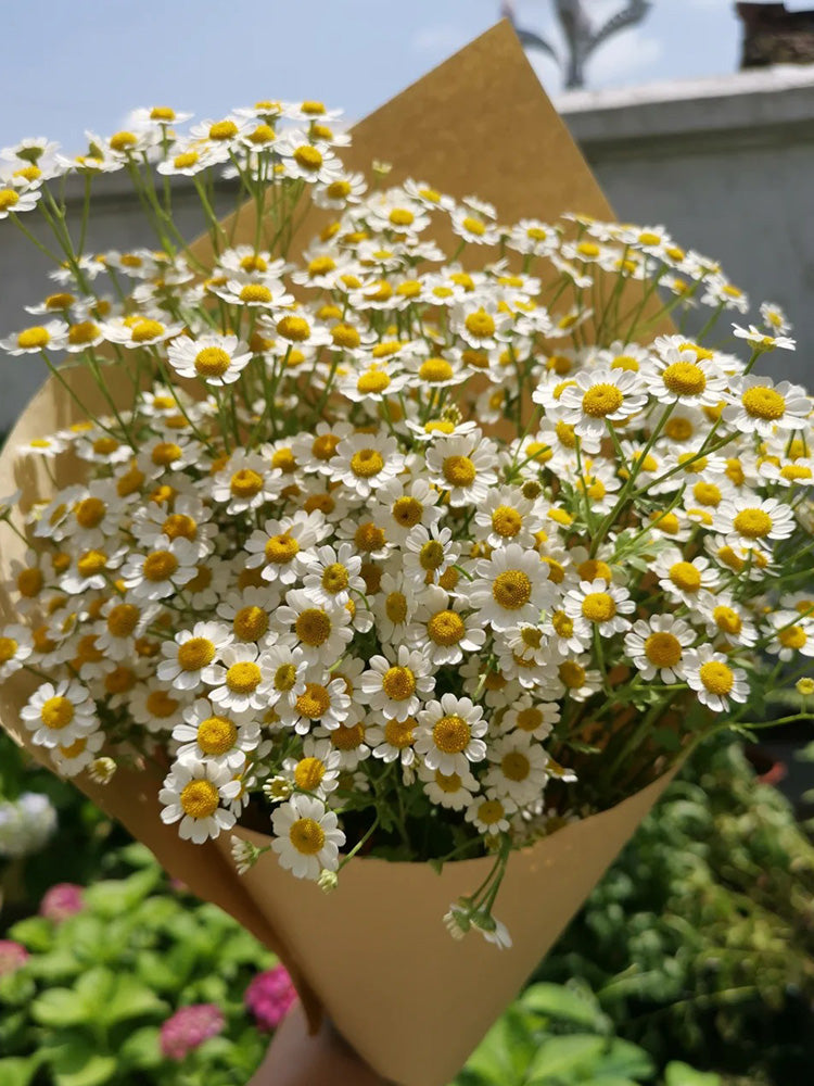 Cut Flower Chamomile