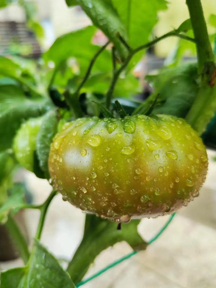Krim Tomato