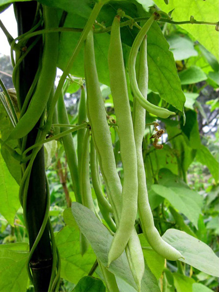 'Shuangqing Yudou' Snap Bean