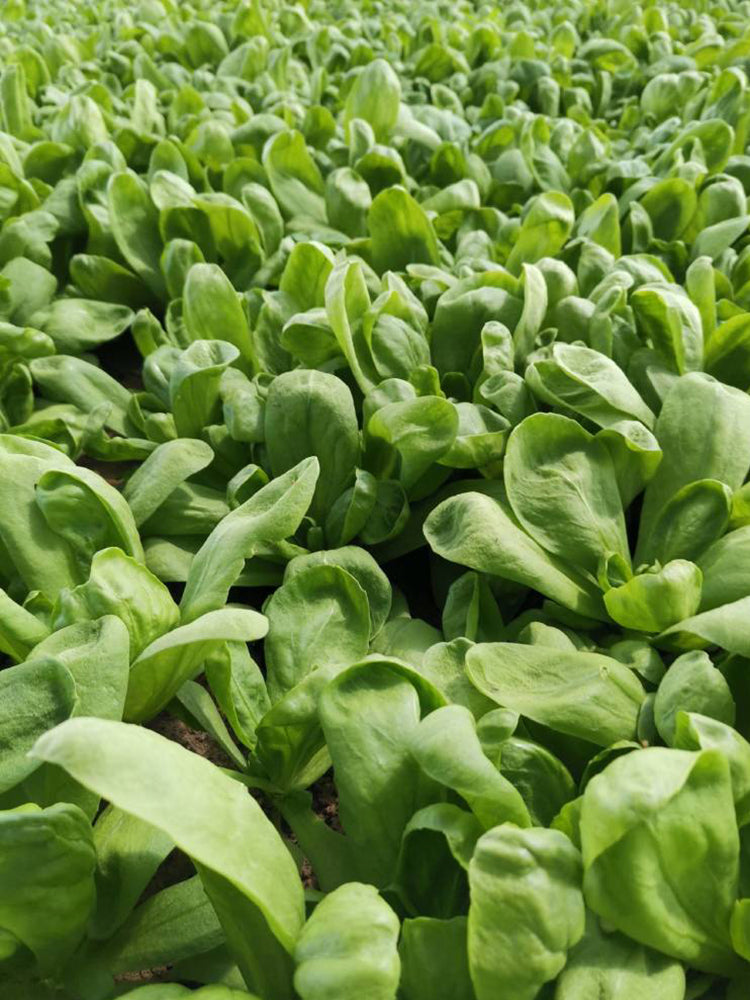 Large-Leaf Chrysanthemum Greens