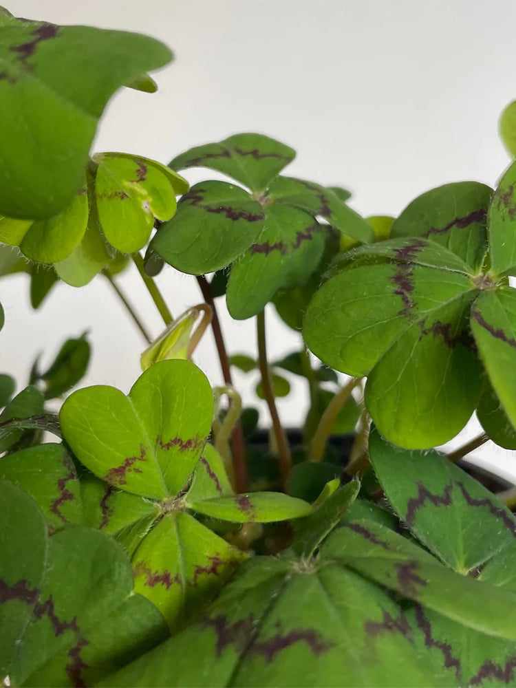 Oxalis deppei 'Mexico BotKA G4'