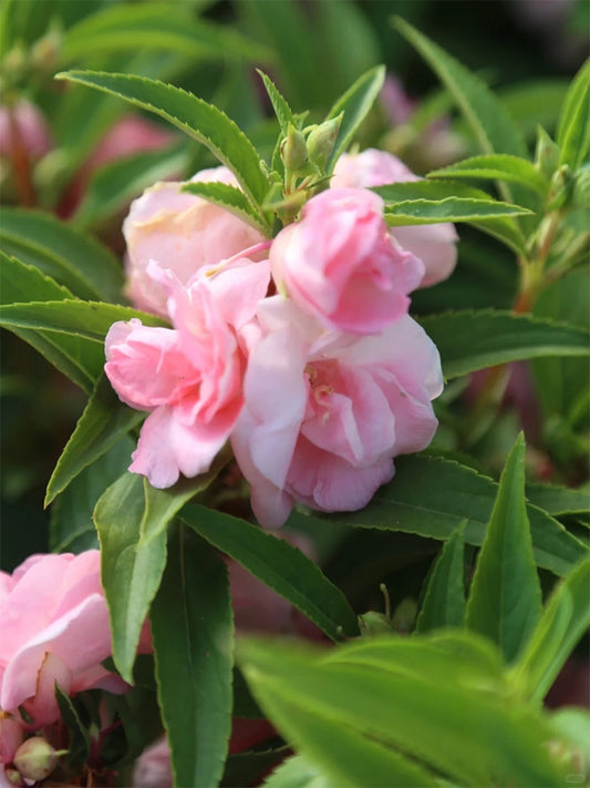 Pink Garden Balsam Double Flowers (Impatiens balsamena.L)