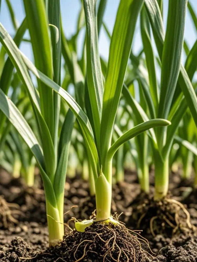 HUAJUN 791 Series Chinese Chives