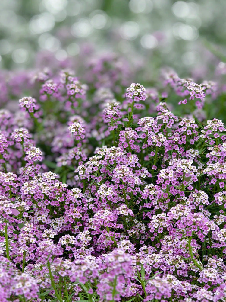 Purple Sweet Alyssum