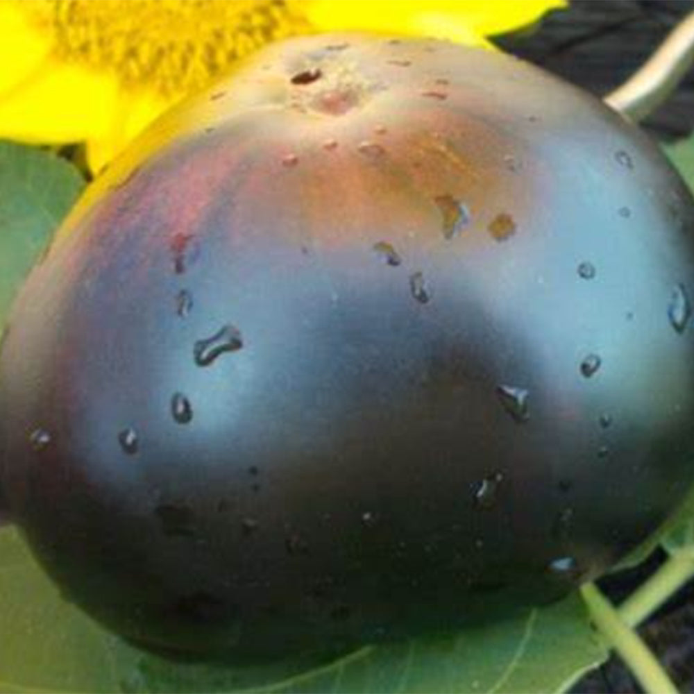 731 Lacadero Tomato