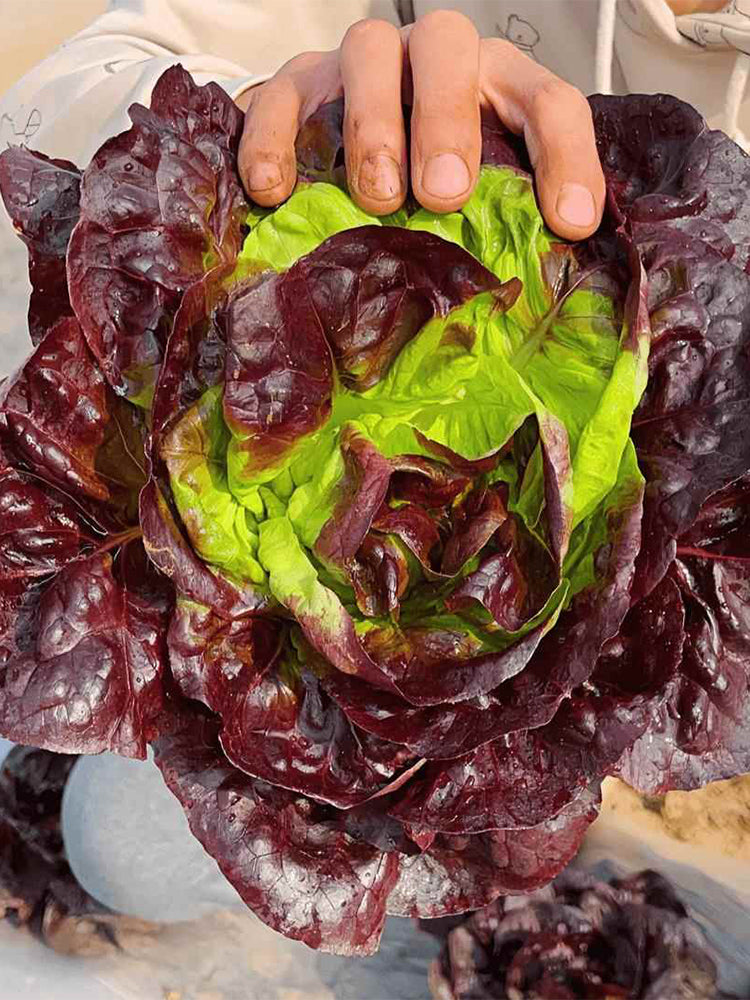 Coffee-colored Butter Lettuce