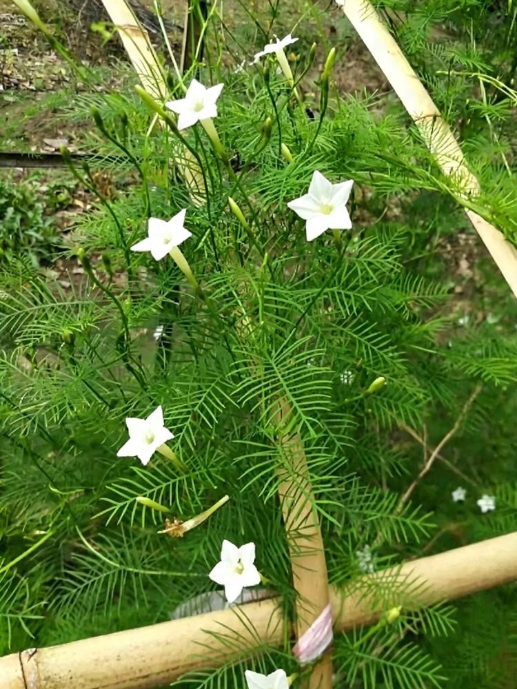 White Cypress Vine