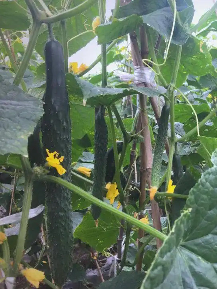 ‘Green Dragon F1 · 188' Cucumbers (Cucumis sativus L.)