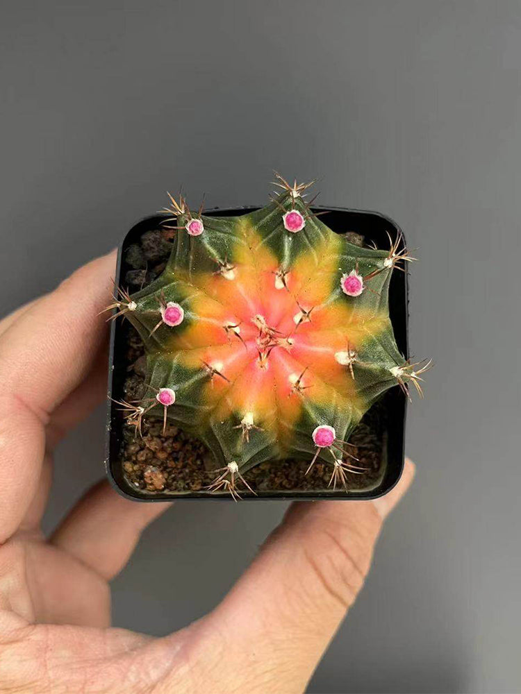 Gymnocalycium mihanovichii 'Yellow Variegata'