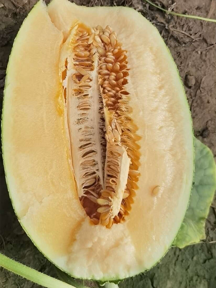 Zhenyu Sweet Melons