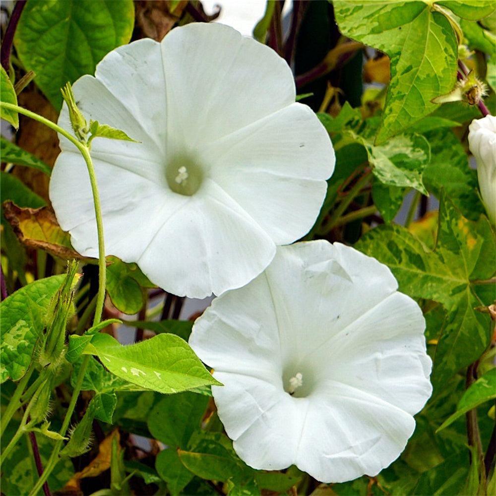 Polar Fox Morning Glory