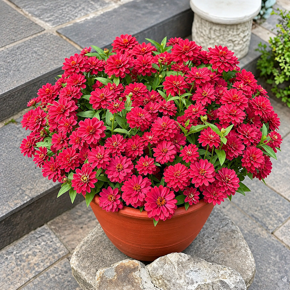 W1338 Double Zahara Cherry Zinnia