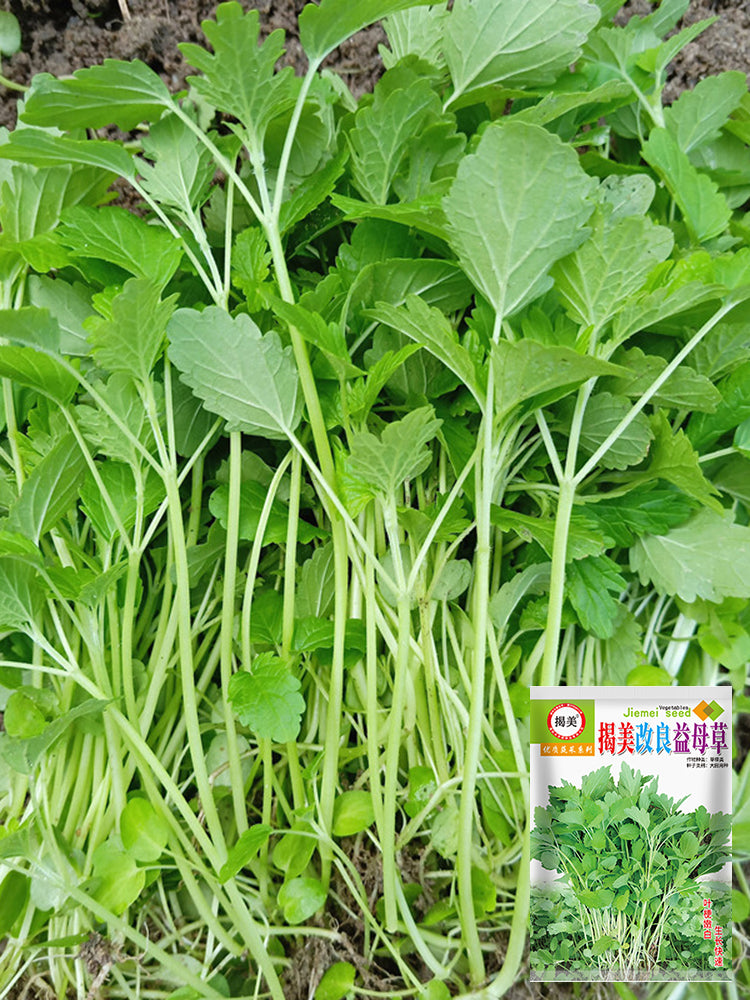 'Jiemei' Improved Motherwort