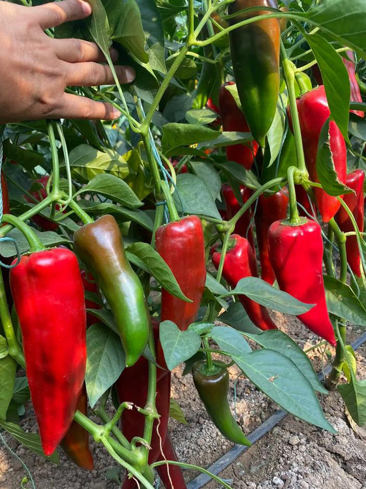 Premium Spicy Red Pickled Pepper