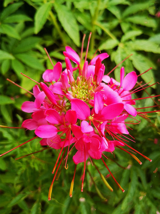 Rose Red Spider Flowers (Cleome houtteana)