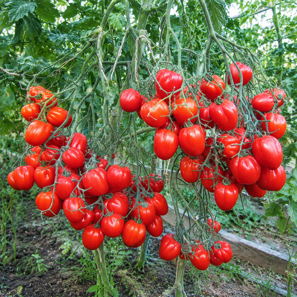115 Cherry Accordion Tomato