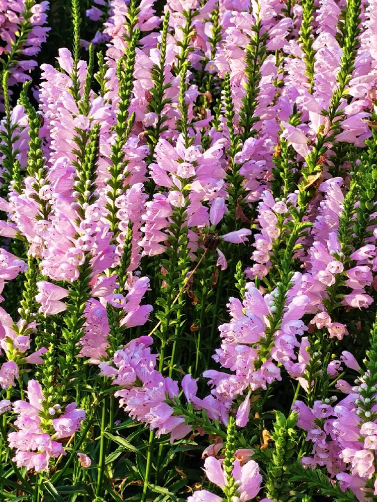 Pink Obedient Plant