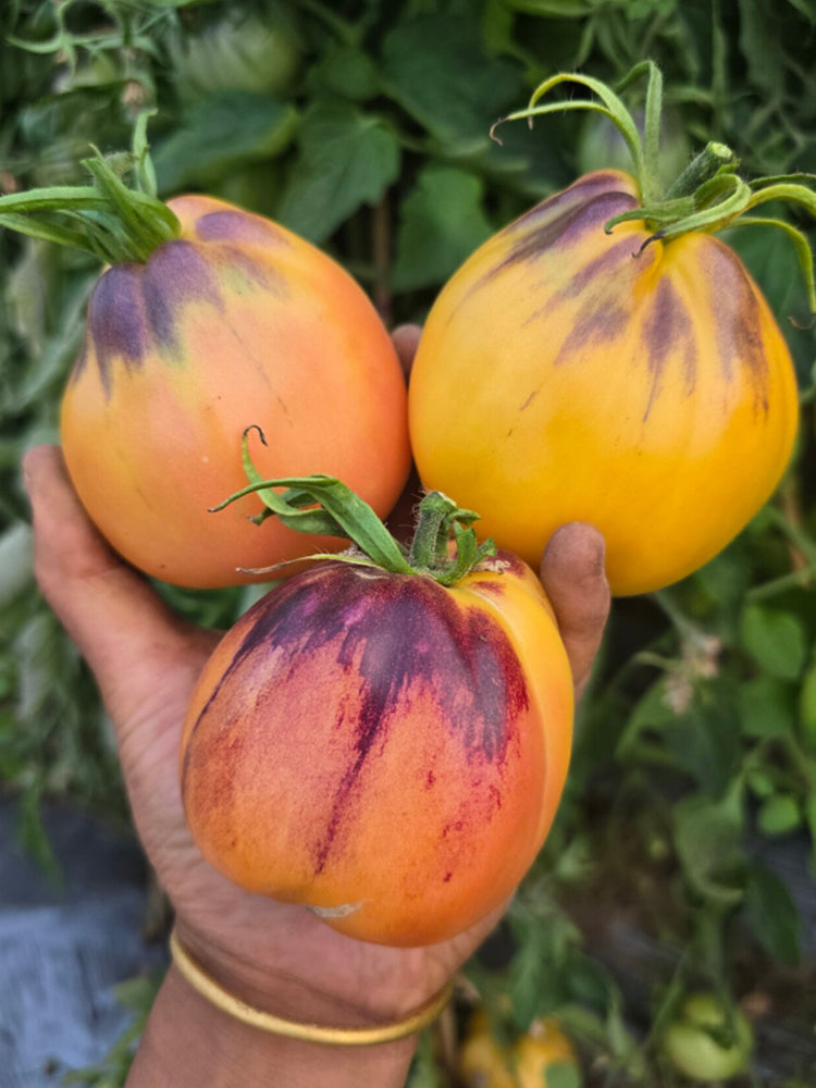 1068 Golden Veil F6 Tomato