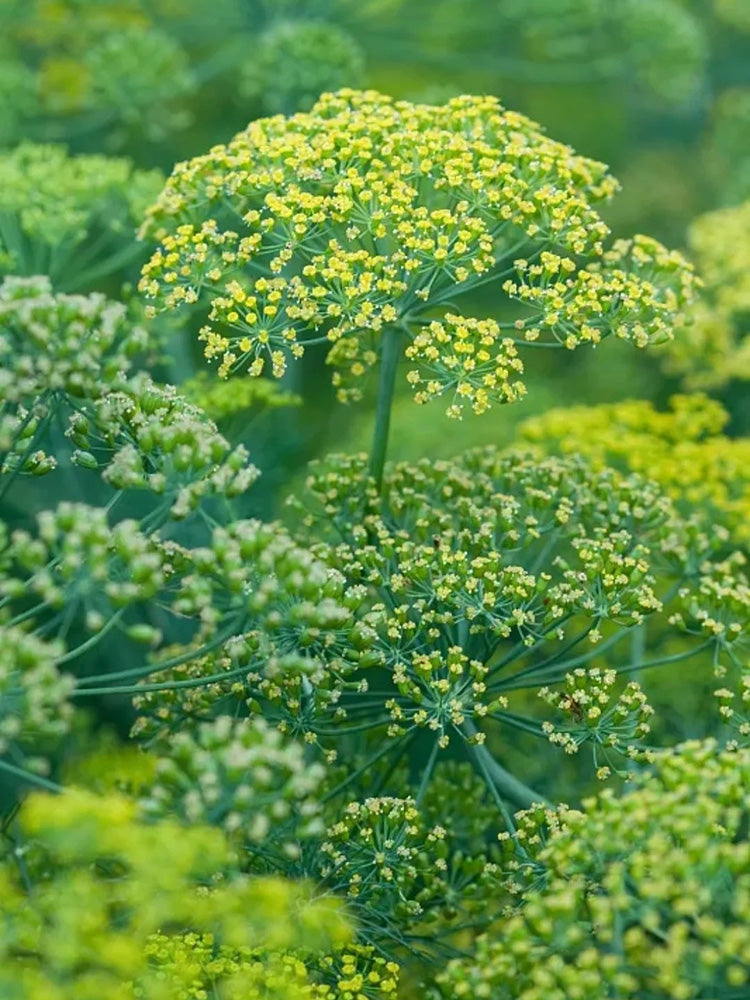 ANE02 Dill