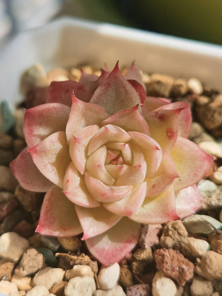 Echeveria 'Beninoturu'