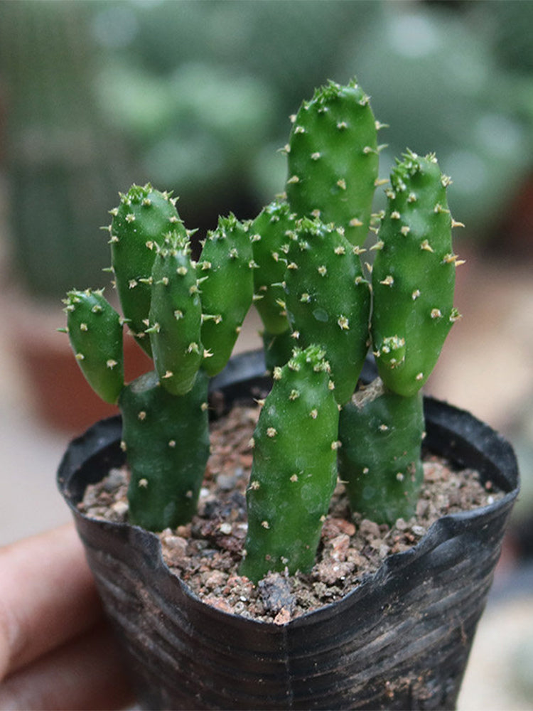 Cylindropuntia leptocaulis