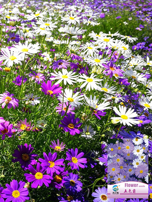 Swan River Daisy