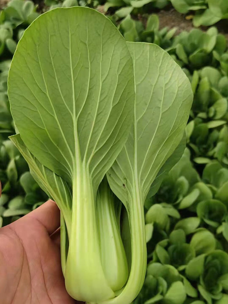Qingjiang Sweet Pak Choi
