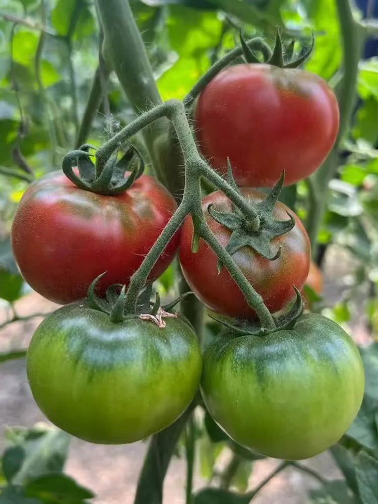 Sweet Heart Fruit Tomato