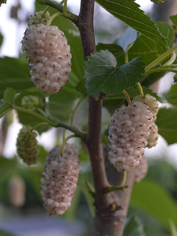 Korean Big White Pearl Mulberry