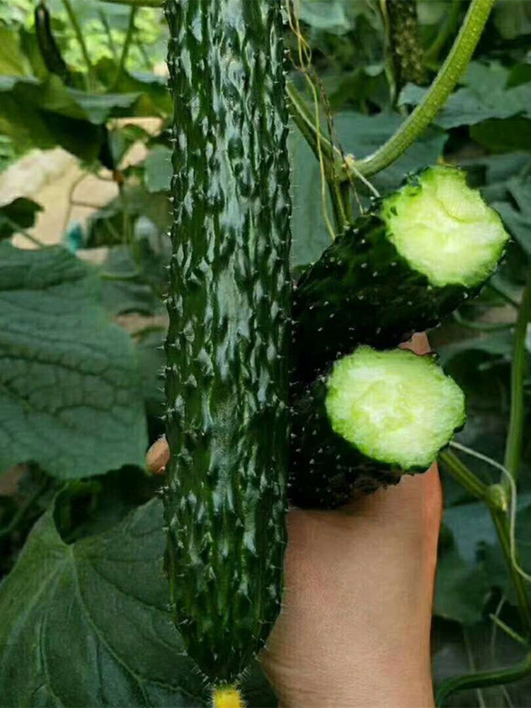 'Holland 35' Cold-Tolerant Cucumbers
