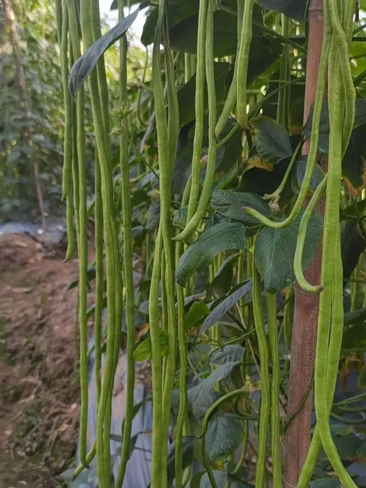 'Jiangshan Xiuli' Cowpea