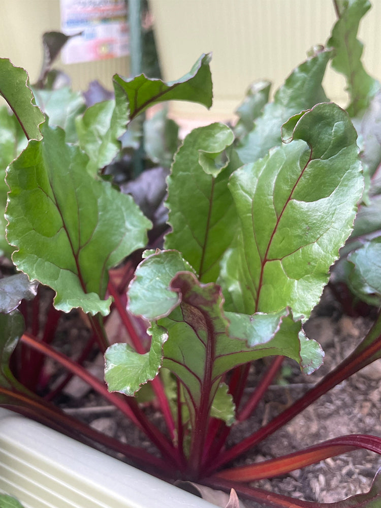 Red-Stemmed Chard