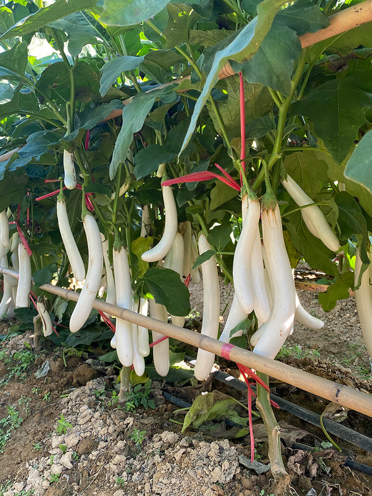 White 013 Eggplant