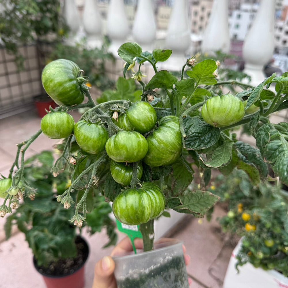 604 Eden Micro No. 4 Tomato
