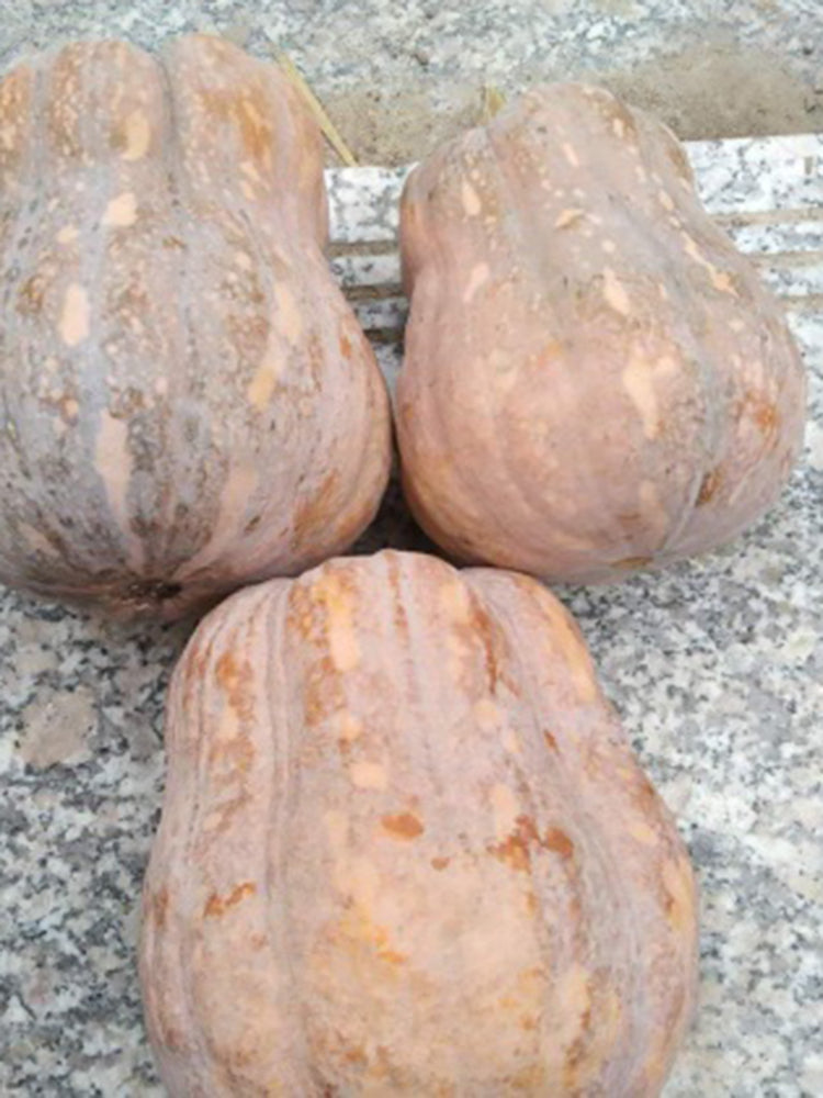 Honey Aroma Mini Pumpkin