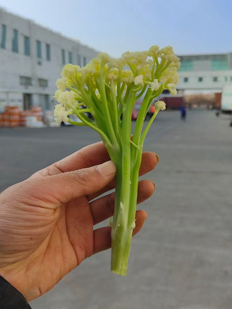 Sweet & Crisp Sprouting Cauliflower No.1 Hybrid