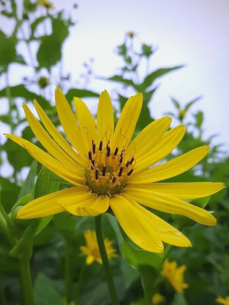 Cup Plant