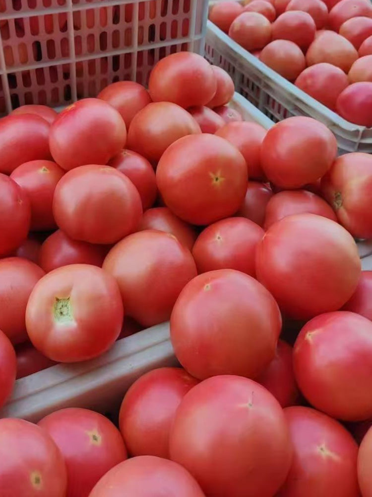 Hokkaido Fruit Tomato