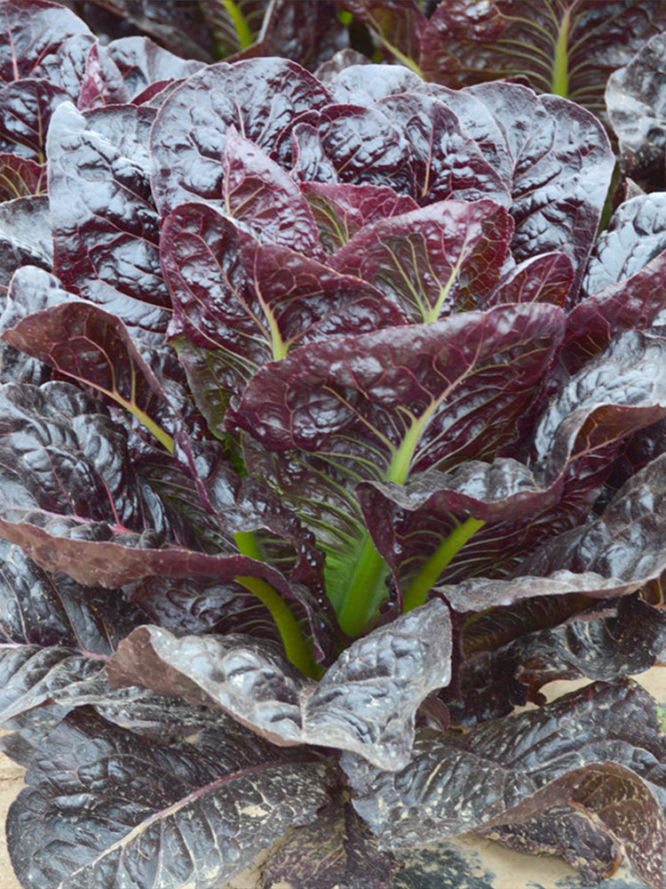 Purple Peacock Lettuce
