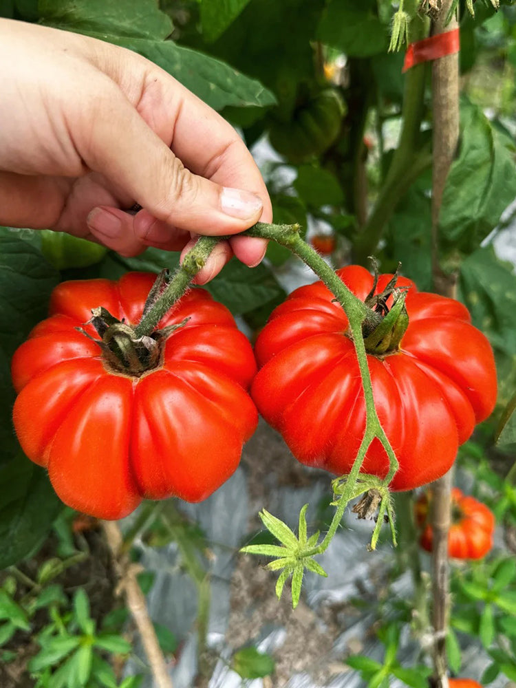 Horseshoe Large Tomato