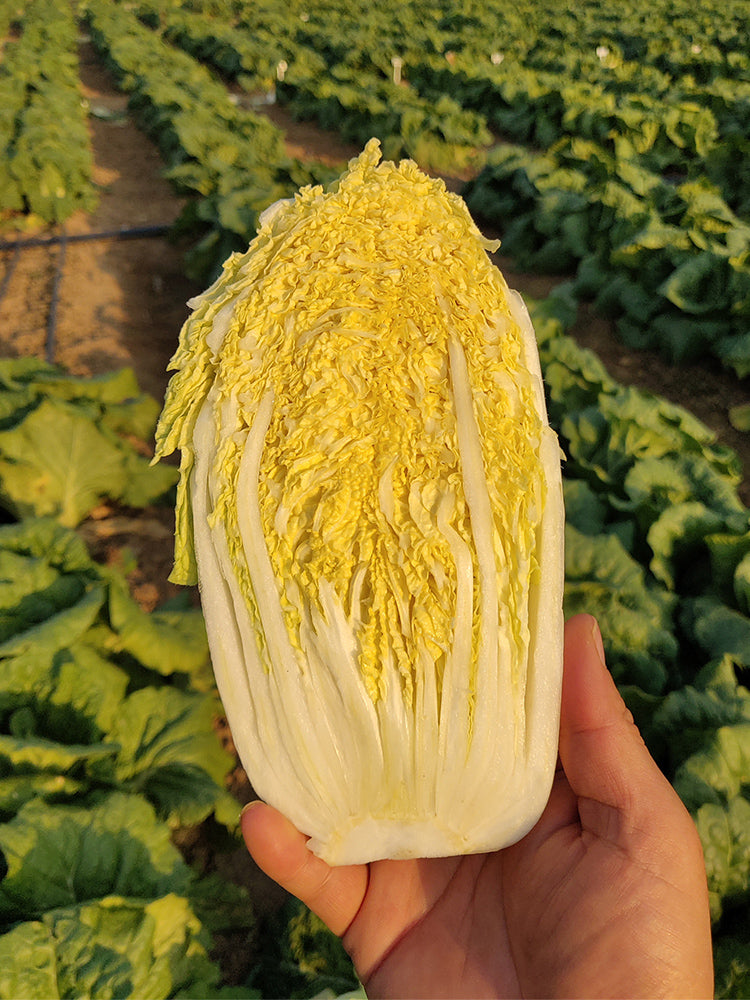 ‘Golden Pearl’ Baby Cabbage (Brassica rapa subsp. pekinensis)